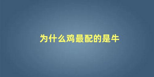 为什么鸡最配的是牛