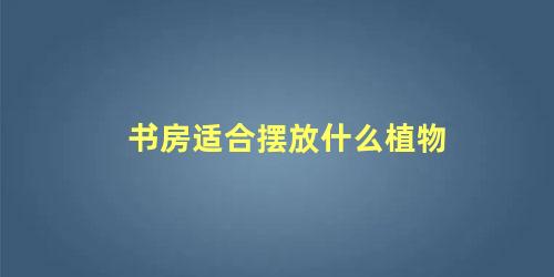 书房适合摆放什么植物