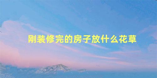 刚装修完的房子放什么花草