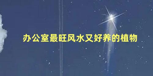 办公室最旺风水又好养的植物