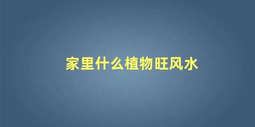 家里什么植物旺风水