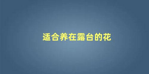 适合养在露台的花