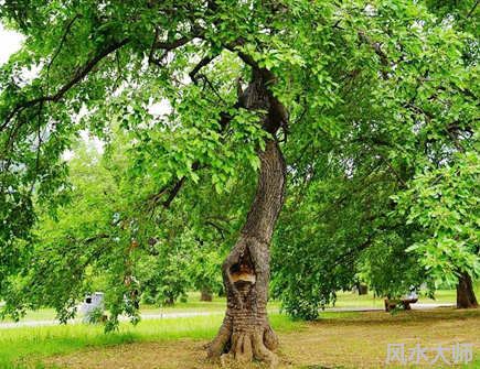 家里不能种的五种树