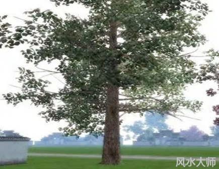 家里不能种的五种树