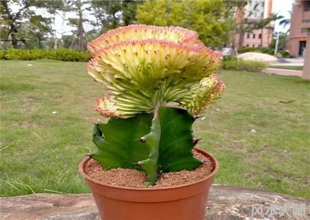 镇宅辟邪最厉害的植物