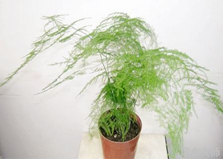 文竹有什么风水讲究