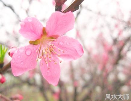 怎么增加桃花运风水