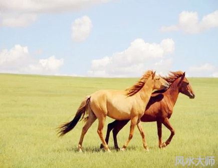 属马在离婚后会怎么样