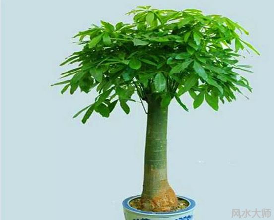 门口宜放什么植物