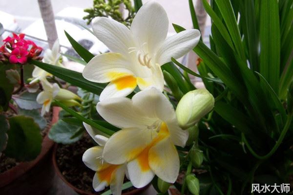 什么植物能让睡眠不好