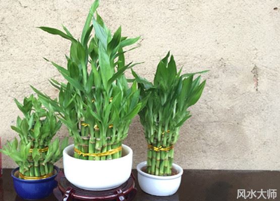 卧室放假花有哪些影响