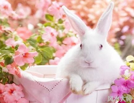 属兔2022年爱情运注意什么