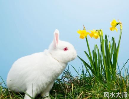 属兔人本命年可以结婚吗