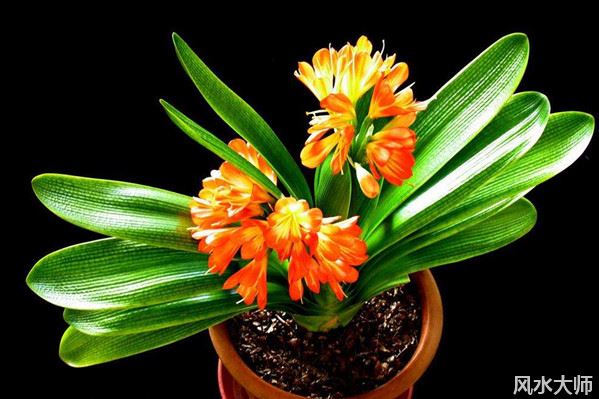 什么人不能养君子兰