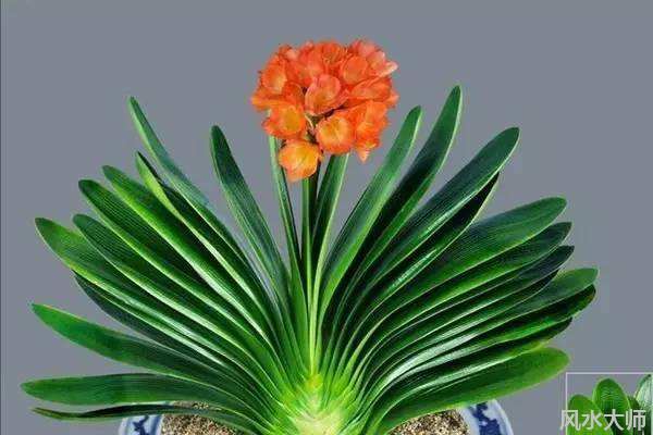 君子兰的摆放风水禁忌