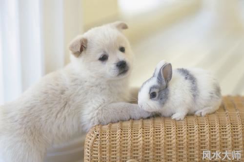 家里动物死了什么预兆