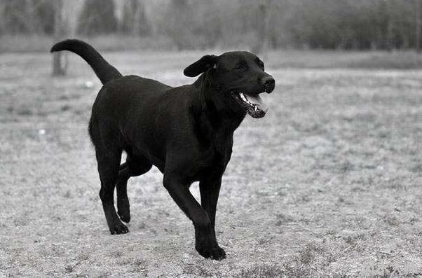 夜里听到狗叫千万不要开门