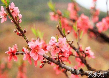 几种催旺桃花的风水摆件
