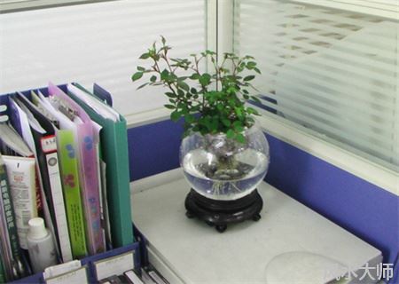 办公桌摆放什么植物风水好