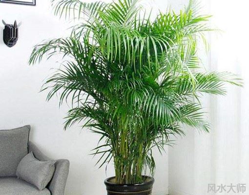 凤尾竹摆放风水