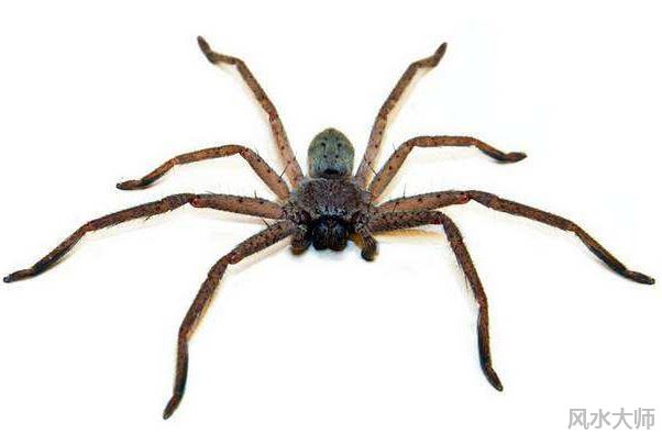 蜘蛛出现在家里不同地方的寓意