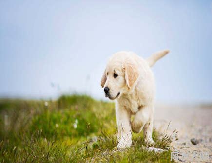 属狗人大门的最佳朝向