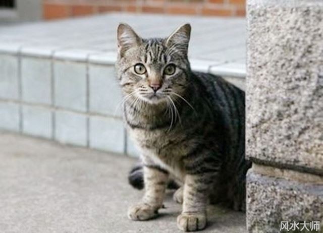 猫主动地跑到家中什么预兆