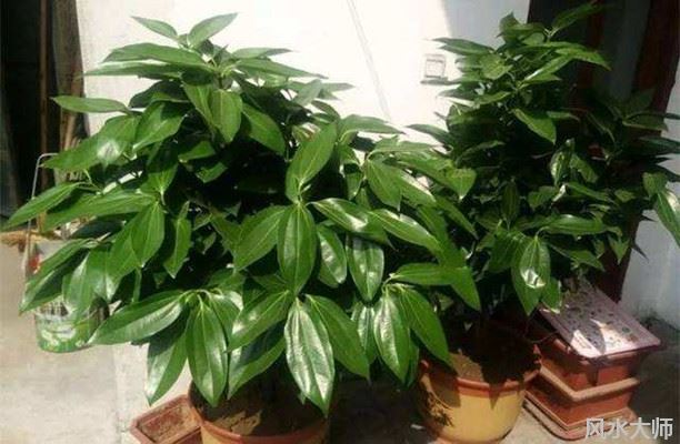 平安树放在厨房好不好