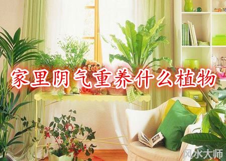 家里阴气重养什么植物