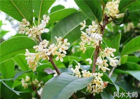 庭院种植桂花树的风水禁忌