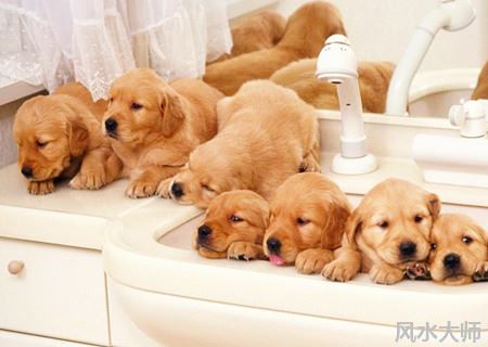 有创意的宠物店名字