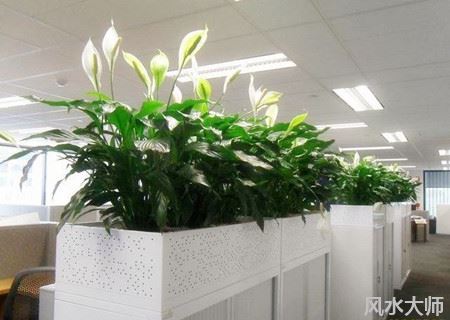 办公室挡煞防小人植物