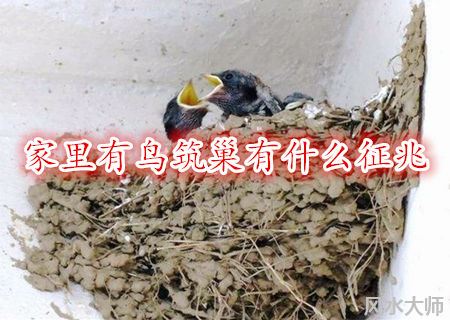 家里有鸟筑巢有什么征兆