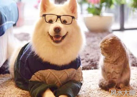 有创意的宠物店名字