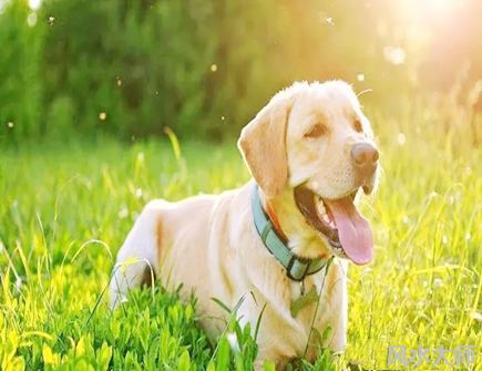 属狗的一生有几次大劫