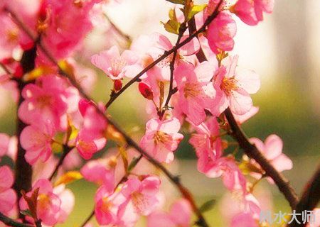 八字时柱有桃花是什么意思