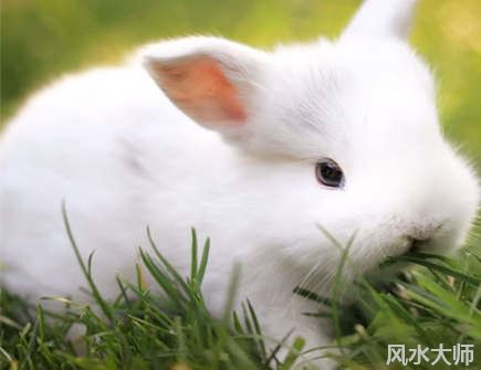 属兔的一生有几次大劫