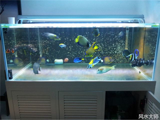 公司养鱼风水禁忌