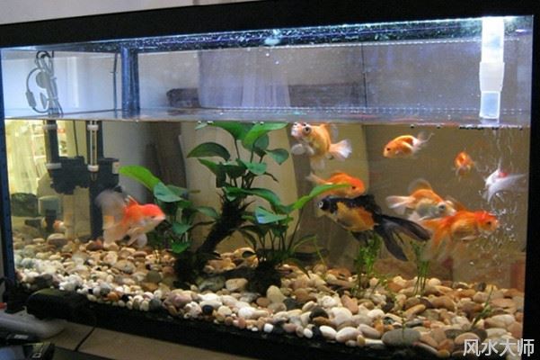 鱼缸放在室内什么位置比较好