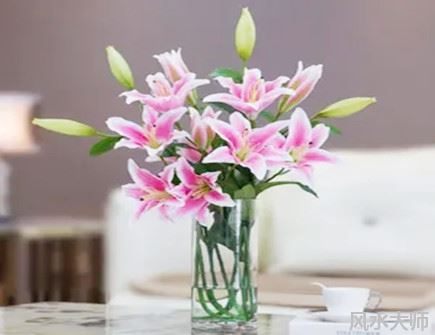 室内养百合花风水好吗