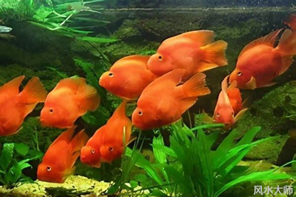 家庭养鱼风水有哪些讲究