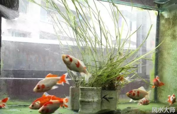 鱼缸对着镜子好不好