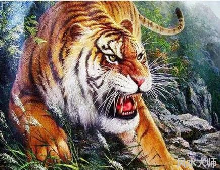 属虎男人花心吗