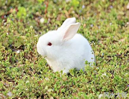 属兔男人花心吗