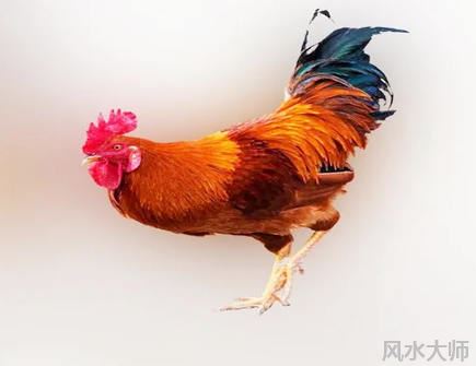 2022年属鸡人的学业运势