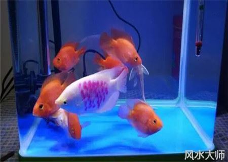 家中养什么鱼能招财镇宅