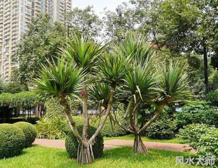 家里养龙血树好不好