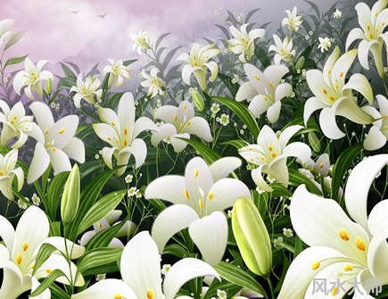 百合花在风水中起什么作用