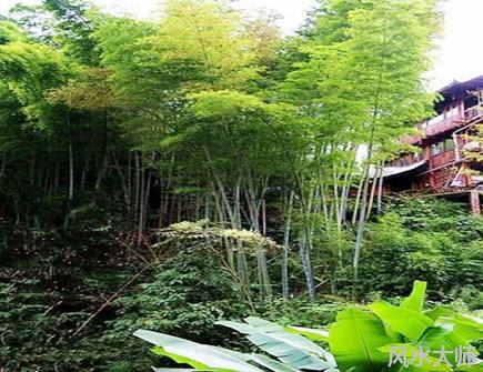 屋后有竹林风水好不好