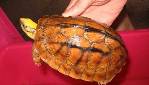 什么动物知道风水宝地